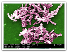 Clostridium Difficile